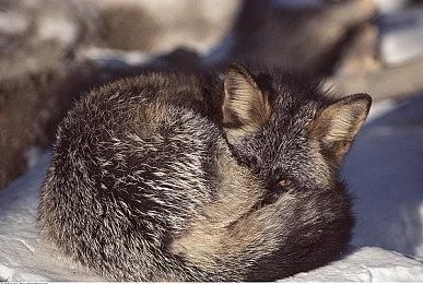 3DM速报：《三体》游戏还得等三五年 《全境封锁2》国服年内上线